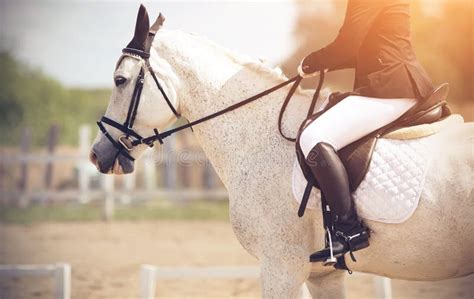 White horse dressage stock image. Image of sports, stallion - 13097125