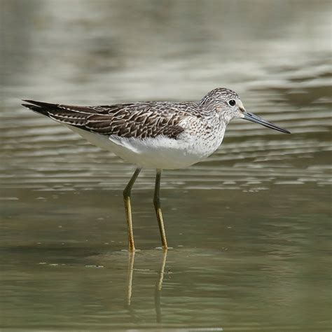 Birds of Gilgit-Baltistan - Common Greenshank