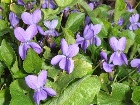 Sweet Violet (Viola odorata) | Edible wild plants, Wild plants, Edible plants