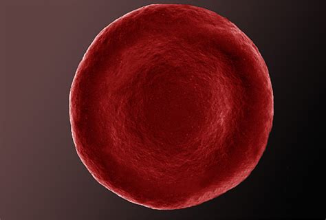 Picture Show : Erythrocytes: Cell Press