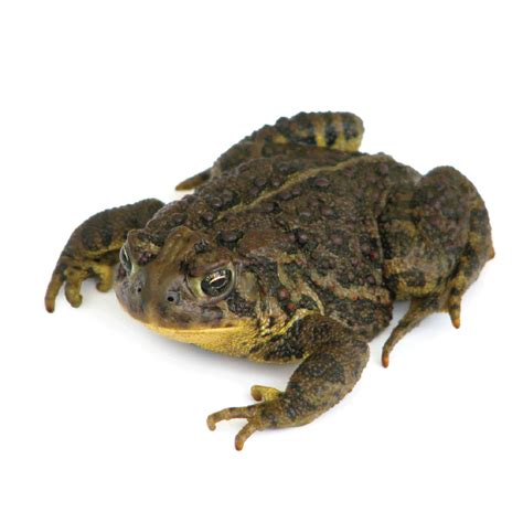 More Information About Amphibians - ACA