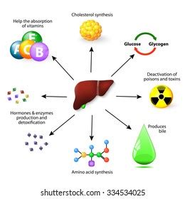 Liver Functions Images, Stock Photos & Vectors | Shutterstock