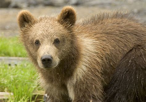 File:Brown Bear Cubs 2.jpg