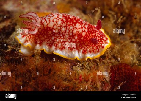 red sea slug Stock Photo - Alamy