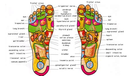 👐Foot Massage | Self Foot Massage Techniques | Chinese Foot Reflexology ...