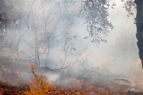 Forest blazes: 1,079 hectares affected since June