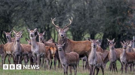 Portugal outrage after Spanish hunters massacre 500 wild animals