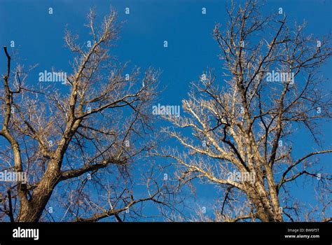 Trees in fall colors, forest in autumn Stock Photo - Alamy