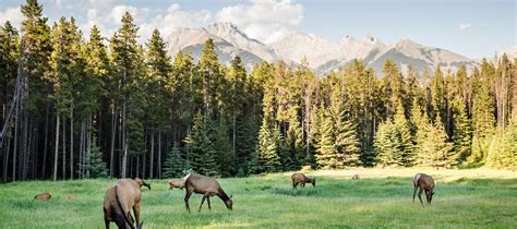 Summer Itineraries: 4 days of discovery for wildlife lovers in Banff National Park | Banff ...