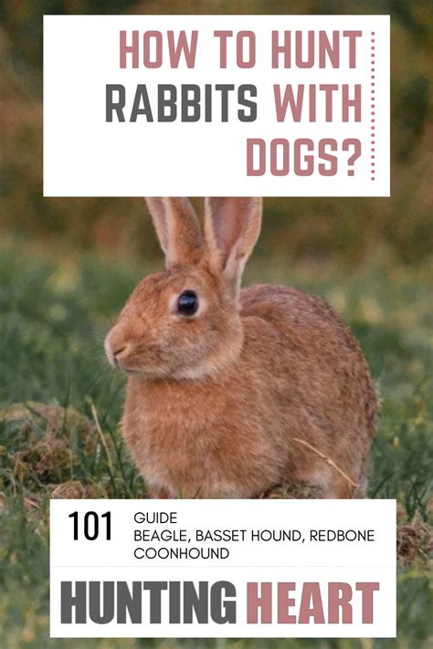 Hunting rabbits with dogs ultimate guide – Artofit