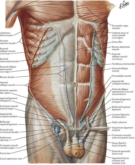 Abdominal Anatomy Male : Male Muscle Model / Abdominal anatomy male, abdominal muscle anatomy ...