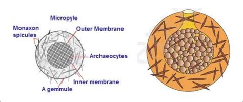 Gemmules - Formation and Structure of Gemmules and Its Characteristics