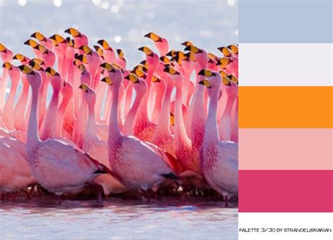 flamingo, color palette 3/30 http://www.colourlovers.com/palette/2533585/flamingo | Painting ...