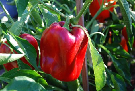 Pepper Varieties, Bell Pepper Varieties