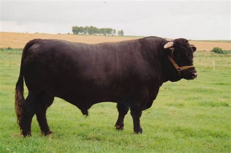 Welsh Black Bullen können ein Gewicht von bis zu 1250 kg erreichen