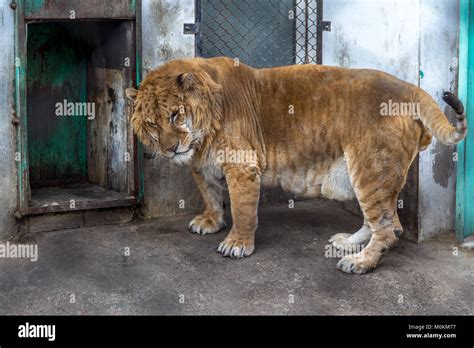 Liger face close up portrait hi-res stock photography and images - Alamy