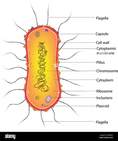 peritrichous bacteria, flagellum is a lash-like appendage that ...