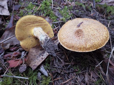 Suillus caerulescens – Mushrooms Up! Edible and Poisonous Species of Coastal BC and the Pacific ...