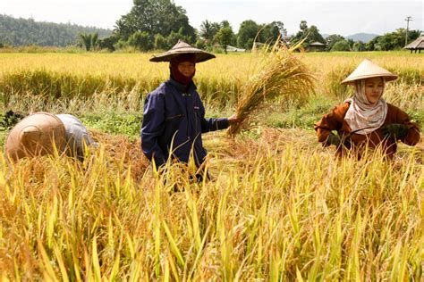 Rice Fields at Harvest - IMB