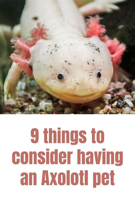 9 things to know before getting an Axolotl pet | Axolotl pet, Pets, Axolotl