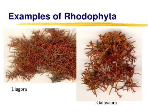 Rhodophyta Examples