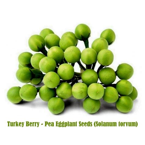 Turkey Berry - Pea Eggplant Seeds (Solanum torvum) - Price €1.65