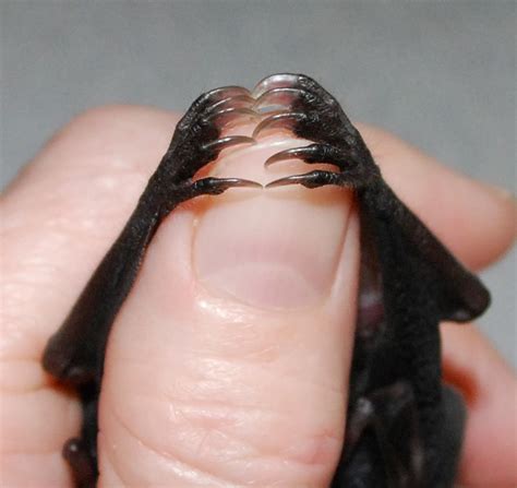 These tiny short-tailed fruit bat feet are amazing. Bats hang from ...