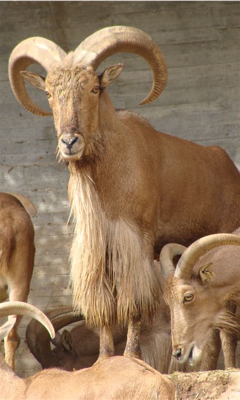 Barbary sheep (Ammotragus lervia) or aoudad is a species of caprid (goat-antelope) native to ...