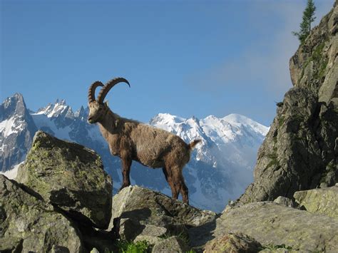 Alpine Animals in Alps: The Chamois, Alpine Ibex, European Brown Bear