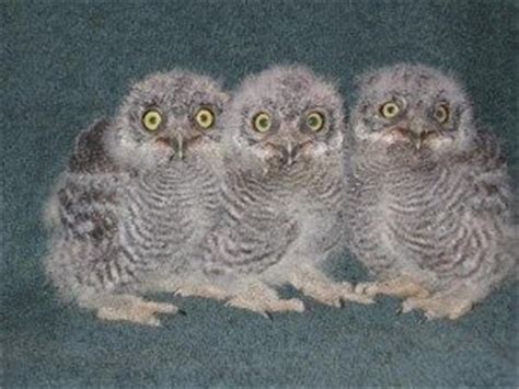 Western Screech Owl Facts, Habitat, Diet, Life Cycle, Baby, Pictures