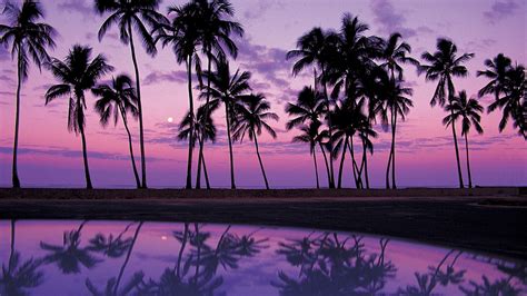 Palm Tree Backgrounds | Wallpapers, Backgrounds, Images, Art Photos. | Beach sunset wallpaper ...