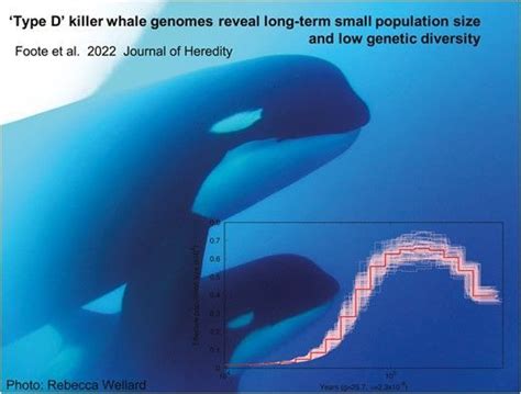 Type D killer whales are the most inbred mammals ever documented.