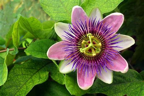 Passionflower: Indoor Plant Care & Growing Guide