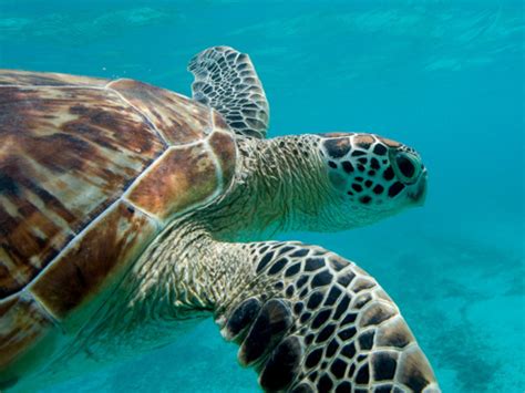 The Hawksbill Turtles | Red Sea | The Wildlife