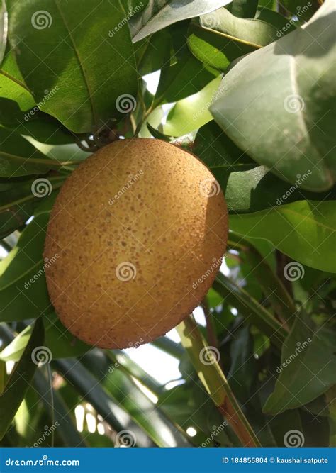 Chiku Fruit with Leaves at Chiku Tree Stock Photo - Image of fruit ...