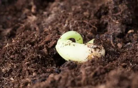 Getting Started with Growing Beans from Seed in Your Garden