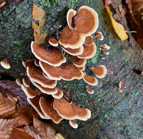 false turkey-tail (EwA Guide to the Fungi, Lichens and Slime Molds of the Fells (US)) · iNaturalist