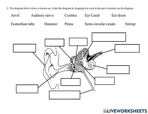 Ear Anatomy Worksheet | Anatomy Worksheets