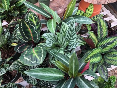 Calathea Assorted 6" • Cross Creek Nursery and Landscape