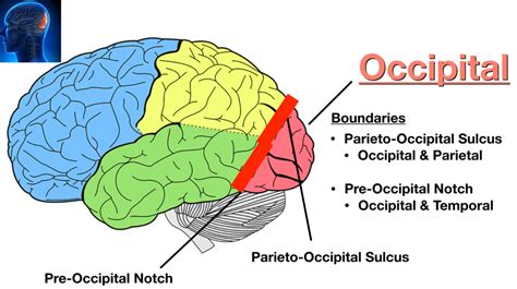 Image: The parieto-occipital sulcus separates the occipital lobe ...