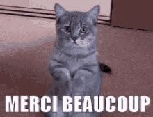 Merci Merci GIFs | Tenor