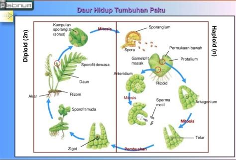 Perbedaan Daur Hidup Tumbuhan Lumut Dan Tumbuhan Paku | The Best Porn ...