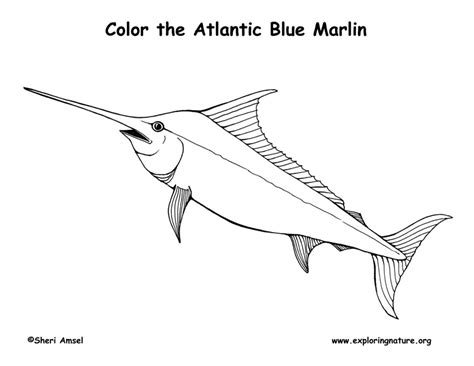 Marlin – Coloring Nature