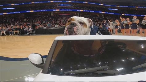 About Georgetown University's live mascot a bulldog named Jack | wusa9.com