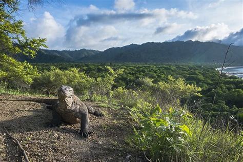 Komodo Dragon (Varanus komodoensis) in habitat (Print #15232366)