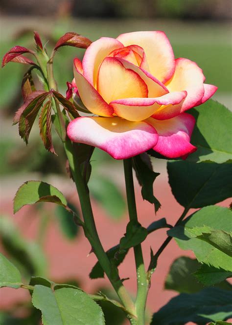 Pink And Yellow Rose Photograph by Ray White