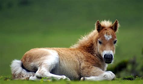 Cute Baby Horses Wallpapers - Top Free Cute Baby Horses Backgrounds - WallpaperAccess