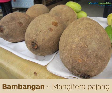 Bambangan facts and health benefits