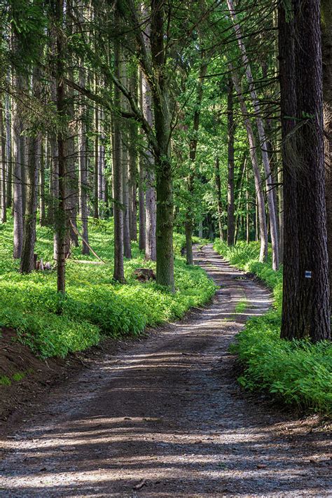 Walking path in forest. Forest road. Photograph by Lubos Chlubny - Pixels