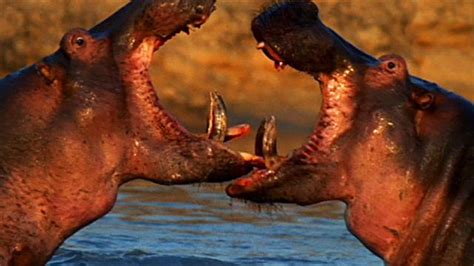 World's Deadliest: Hippo vs. Hippo